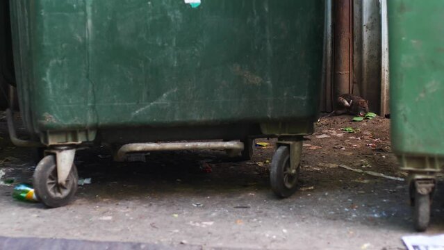 A large rat near the containers with household waste in the city on a summer day.Invasion of rodent pests in places where garbage and dirt are stored. Rat in human habitats