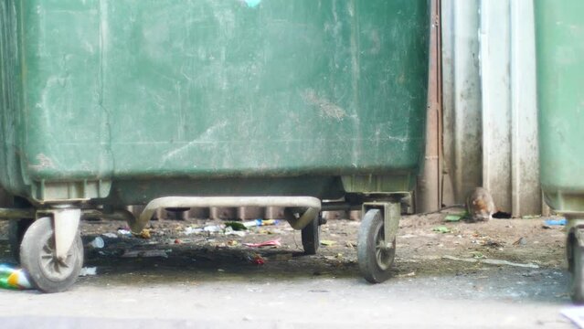 A rat in the city near the dumpsters is looking for food during the day. breeding of rodents near the dump of garbage and leftover food. Rat population in waste and garbage storage areas