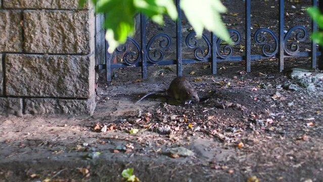 big gray rat in search of food runs near the city building on a summer day. rat invasion in cities. extermination of rodents near human habitation. rodents pests reproduction
