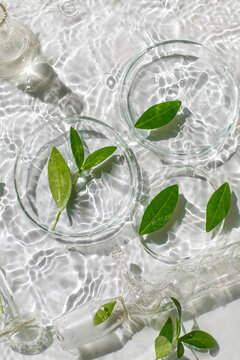 Laboratory glassware, Petri dishes floating on surface of the water on white background. Natural medicine, cosmetic research, bio science, organic skin care products. Top view, flat lay.Dermatology