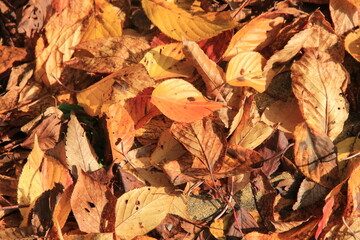 落葉が覆う地面