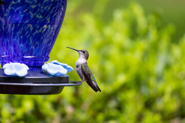 Fototapeta na wymiar hummingbird feeding on a flower