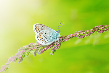 Blue butterfly in the green grass. Background