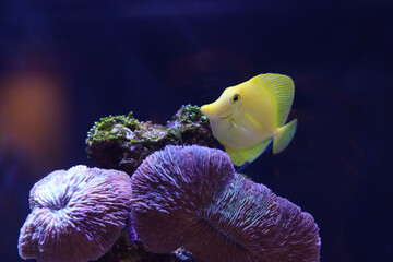 Yellow Tang and Coral