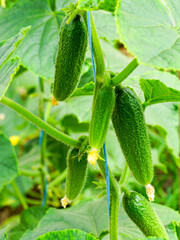 Growing and blooming young small cucumbers on a branch in a greenhouse