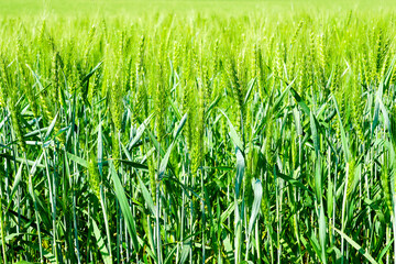 Barley field image, close-up view on fresh ears of young green barley