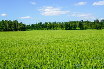 Beautiful green cereal field on forest and blue sky background