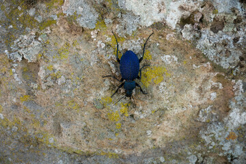 crab on stone