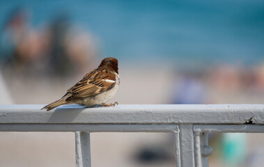 sparrow on the beach