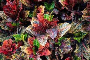 specimen of garden croton Codiaeum variegatum © Daniel Sztork