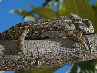 camaleão