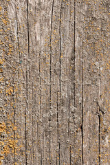 Obraz premium Cracked wooden surface with moss close up. Vertical
