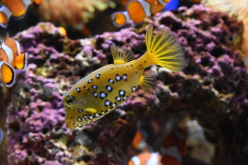 Fisch, gelb, Aquarium, Korallen, Meer, 