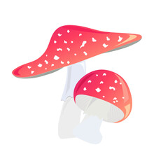 two fly agarics on a white background
