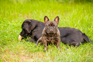 Two dogs on the grass, a French bulldog in focus and a black Labrador retriever in defocus.