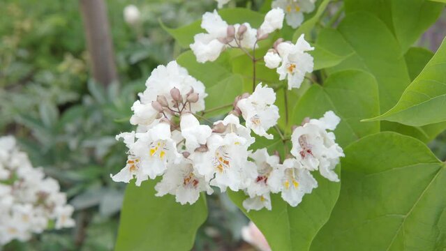 Close-up of catalpa bignonioides white flowers. 