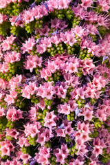 Fototapeta premium Tajinaste plant in Tenerife, in the Cañadas del Tiede in the Canary Islands. Flowers with bees.
