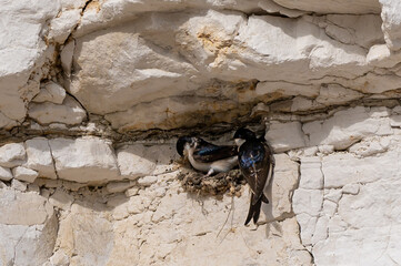 House martin birds, delichon urbicum, building nest cups from mud in gaps on the chalk cliffs...