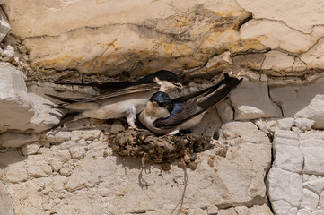 House martin birds, delichon urbicum, building nest cups from mud in gaps on the chalk cliffs,...