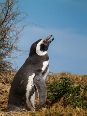 Obraz premium Magellanic penguin near the ocean
