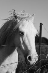 Cremello horse black and white image.  Pasture in the suburban area with wire fence.