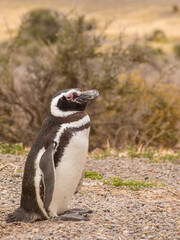 Magellanic penguin  near the ocean