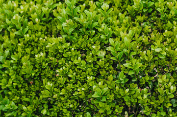 Background, texture of green leaves, foliage of evergreen boxwood. Photography of nature in the garden.
