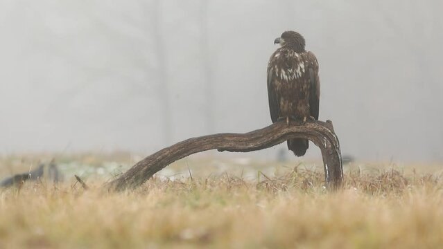 Eagle bielik dziki ptak film dzika przyroda las mgła