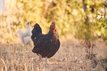 Poules et poussins en liberté
