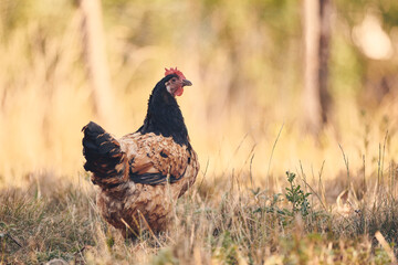 Poules et poussins en liberté © Stéphane Galonnier