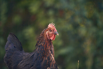 Poules et poussins en liberté © Stéphane Galonnier