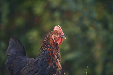 Poules et poussins en liberté