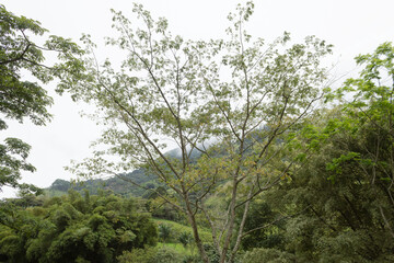 A tree with very thin branches surrounded by a lot of vegetation and a white sky in the background