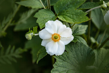 Flower Anemone hupehensis, known as the Chinese anemone or Japanese anemone, thimble flower, or the wind. close up