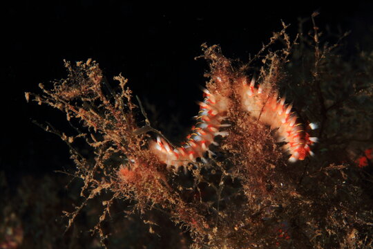 Nice fire worm slithering slowly on the seaweed stalk at the bottom of the sea.