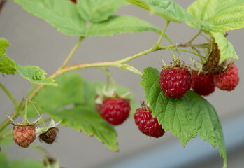 Ripe raspberries on a branch in summer garden