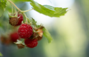 Wild ripe raspberries on a branch 