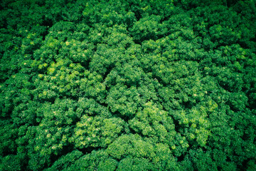 Aerial top view forest tree, Rainforest ecosystem and healthy environment concept and background, Texture of green tree forest view from above.	
