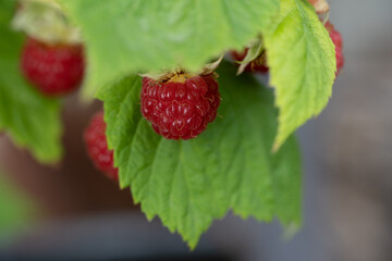 Raspberry on a branch covered by green leaves