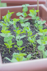 Young peas sprouts