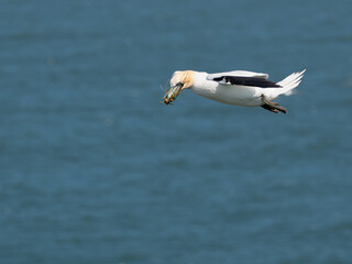 Fototapeta na wymiar Northern gannet, morus bassanus, soaring in flight with grass nesting material in beak