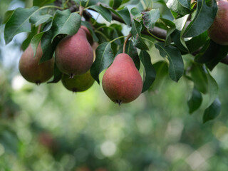 Organic ripe pears on a tree