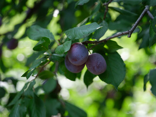 Plums hanging on a plum tree branch