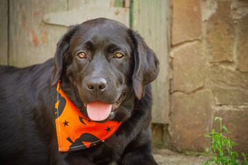 A dog in an orange Halloween bandana lies in the yard. Black labrador retriever 5 months.