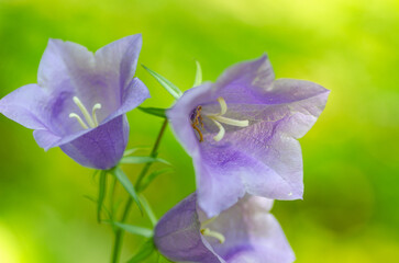 A close-up of a bell flower. Blurry background