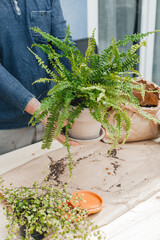 A young man transplants home plants in the backyard of the house. Home fern in a clay pot in the hands of a gardener