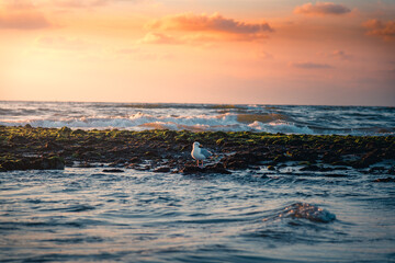 bird enjoying the sunset on the beach