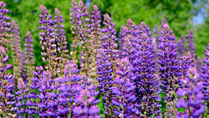 A beautiful natural background for your projects in banner format with a field of lupine flowers on a clear summer day