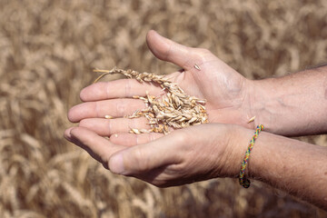 Ripe grains of wheat in the palms of a man, close-up, selective focus. Agronomy and grain growing, harvesting