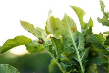 Colorado potato beetle, Leptinotarsa decemlineata, in potato leaves. insect pests that cause great damage to crops on farms and in gardens.